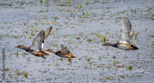 Trio of Gadwall ducks flying low over lake surafce in the Somerset Levels, UK, photo