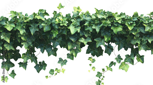 Cutout ivy with lush green foliage isolated on white background, PNG