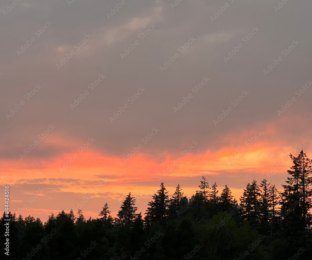 Obraz premium Sunset in the Forest