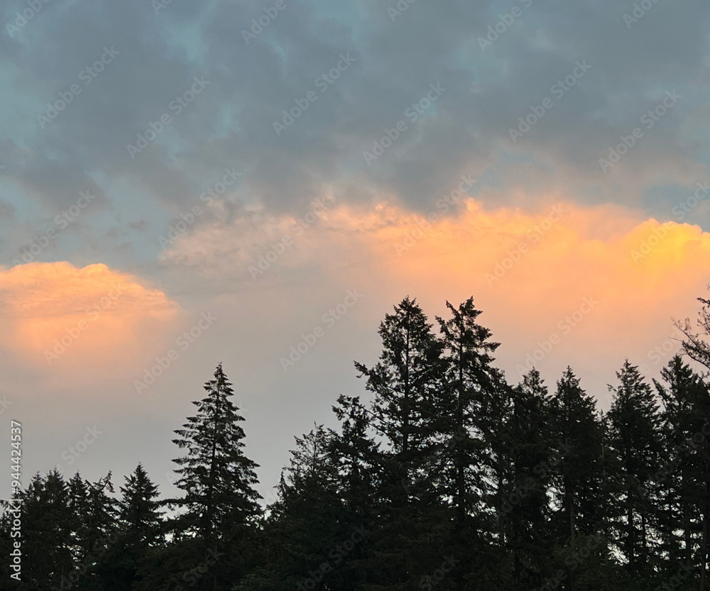 Obraz premium Sunset in the Forest