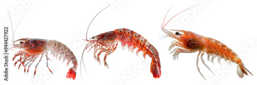 Wallpaper Mural Krill in Antarctic ecosystems isolated on transparent background, Torontodigital.ca