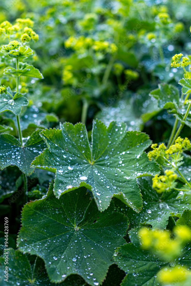 green leaf with water drops green leaf with water drops
