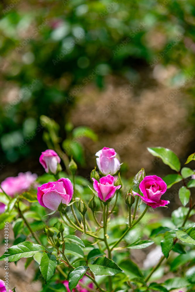 custom made wallpaper toronto digitalpink rose bush