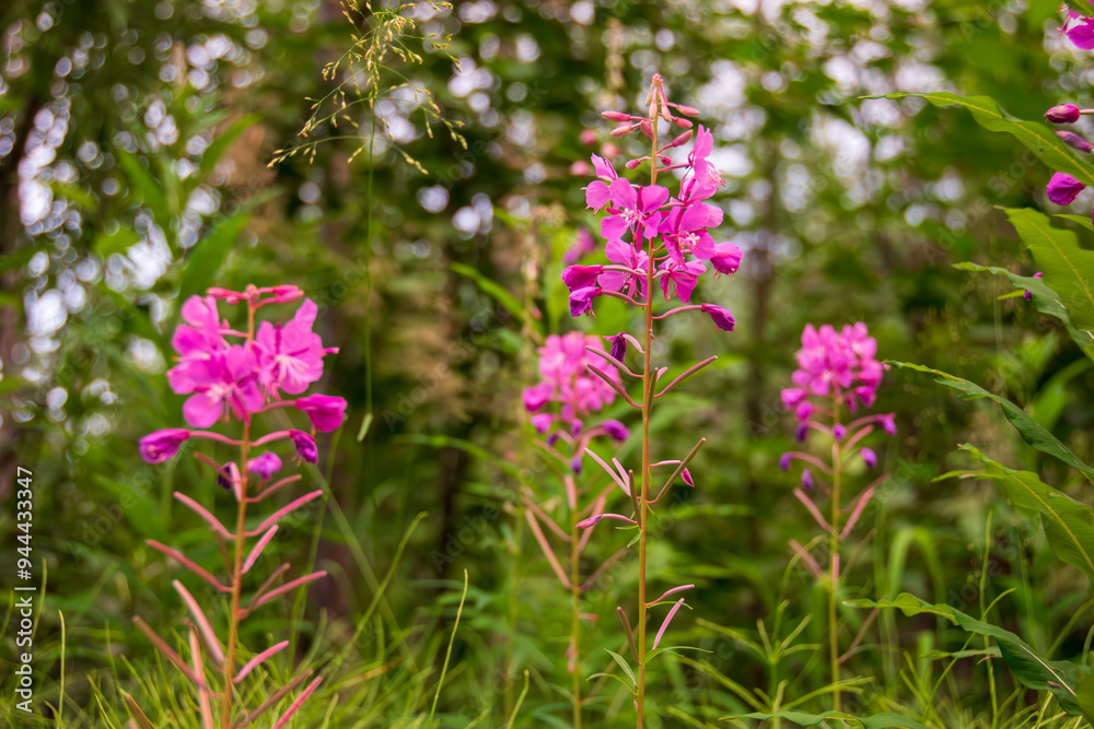 Dwarf Fireweed Dwarf Fireweed