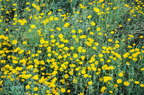 Woolly sunflowers (Eriophyllum lanatum) in a garden photo