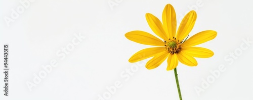 Single yellow flower with stem against a white background.