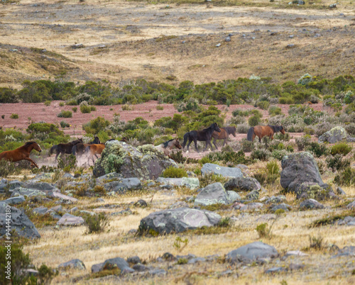 horses in the mountains