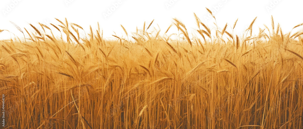 PNG Harvest agriculture landscape outdoors. PNG Harvest agriculture landscape outdoors.