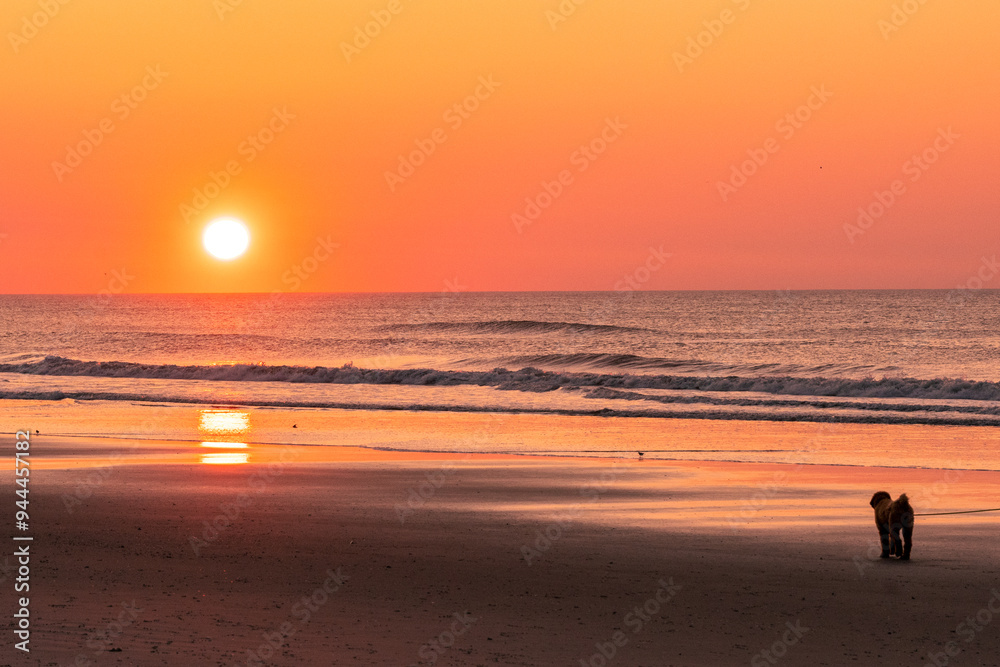 Avalon, New Jersey - A dog contemplates the sunrise over the Atlantic ocean from this beach on the southern New Jersey shore Avalon, New Jersey - A dog contemplates the sunrise over the Atlantic ocean from this beach on the southern New Jersey shore