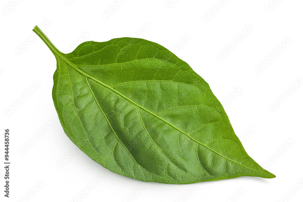 Obraz premium Sweet pepper leaf closeup isolated on white background