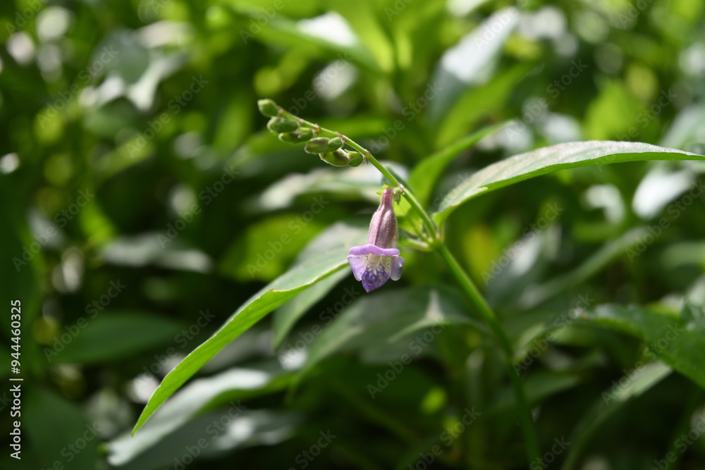 A light purple flower blooming in an inflorescence of a plant genus Asystasia