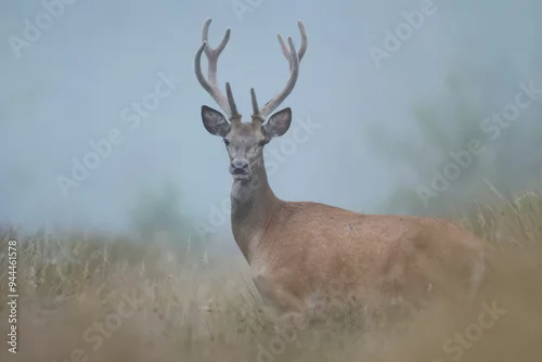 Naklejka na ścianę Młody jeleń byk z porożem w scypule