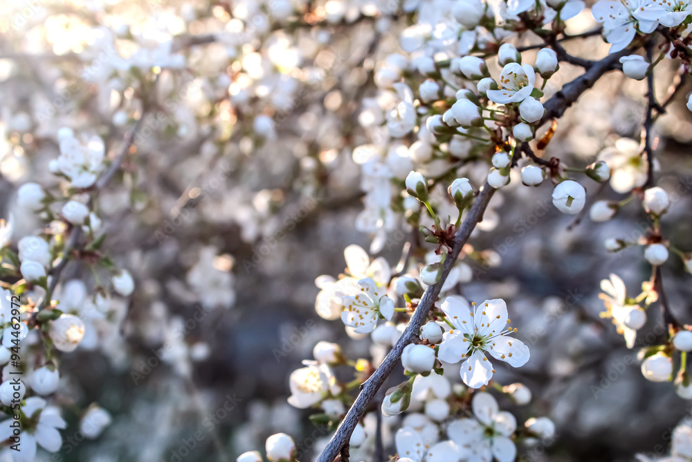 Delicate white blossoms on a flowering tree branch during springtime with soft sunlight filtering through Delicate white blossoms on a flowering tree branch during springtime with soft sunlight filtering through