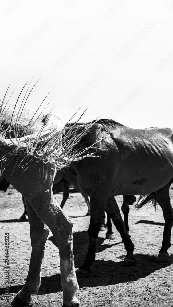 Fototapeta premium Horse Tail close-up in motion