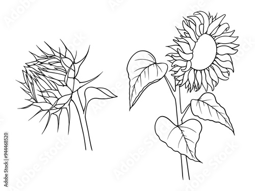 Vector sunflower illustrations set in line art style. Graphic monochrome drawing. Hand drawn floral outline sketch, engraved illustration. Design element for coloring book, tattoo, logo, icon, label.