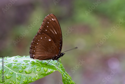 Malayische Eierfliege (Hypolimnas anomala) Es ist ein Schmetterling aus der Familie der Edelfalter.