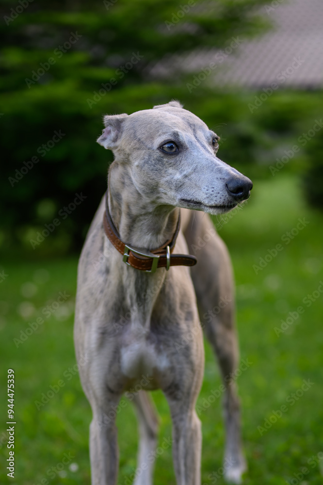 Dog whippet gray outside on the lawn.
Dog whippet gray outside on the lawn.