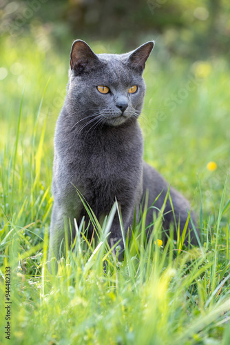Adult male Chartreux cat sitting in a green meadow
