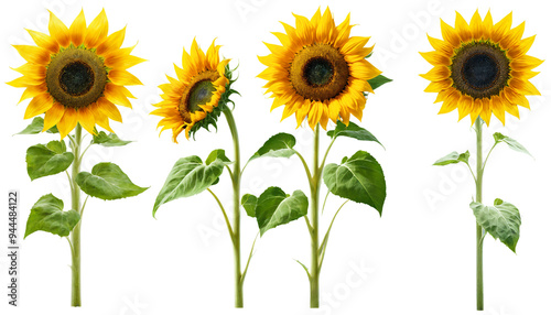 Sunflowers set on a transparent background