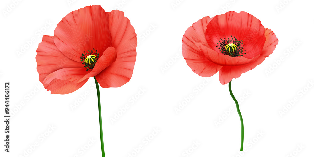 Obraz premium Czerwone mak - letnie polne kwiaty. Ręcznie rysowana botaniczna ilustracja. 