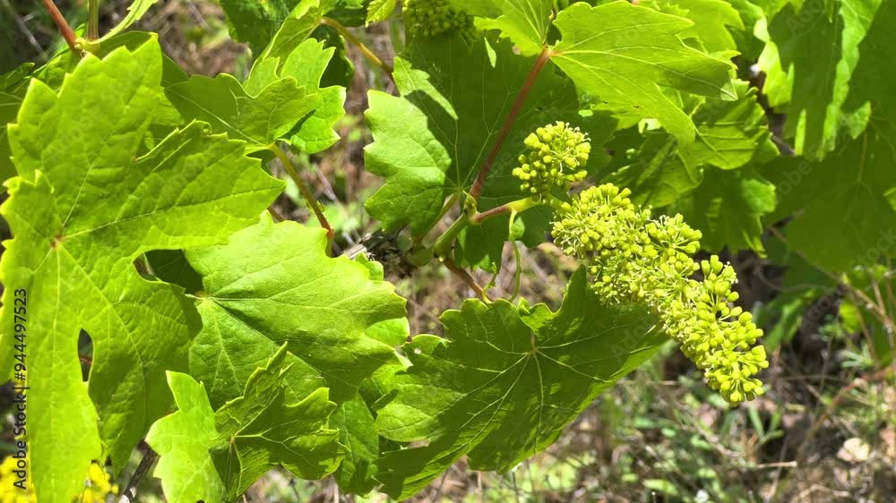 Growing grapes in Cappadocia. Vineyards in a rocky valley. Green picturesque gardens on a deserted sunny land. Vineyard for wine production in Turkey. 4K Growing grapes in Cappadocia. Vineyards in a rocky valley. Green picturesque gardens on a deserted sunny land. Vineyard for wine production in Turkey. 4K