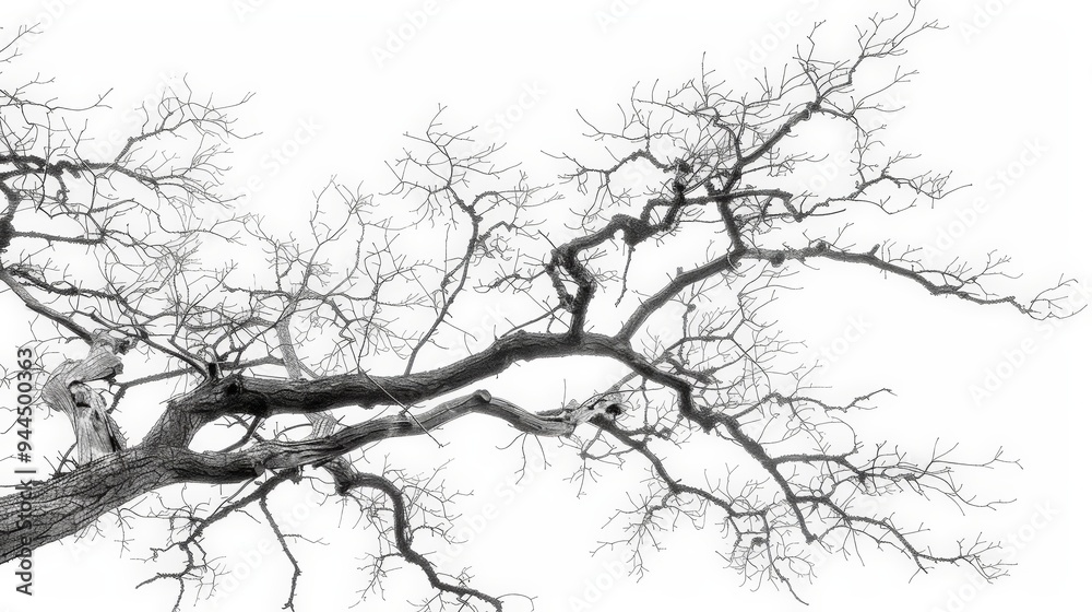 Obraz premium Abstract Bare Tree Branches.