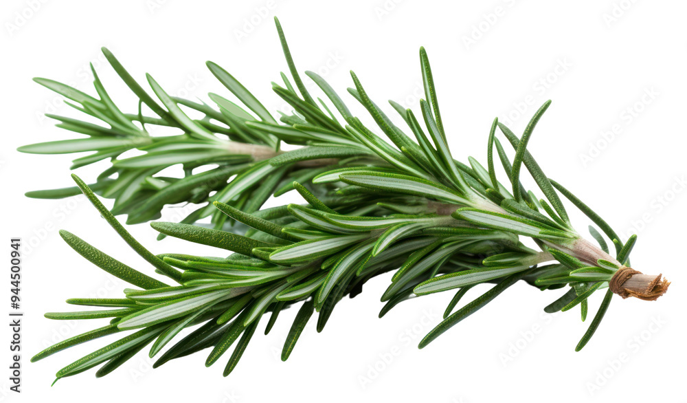 PNG Rosemary plant herbs fir. PNG Rosemary plant herbs fir.