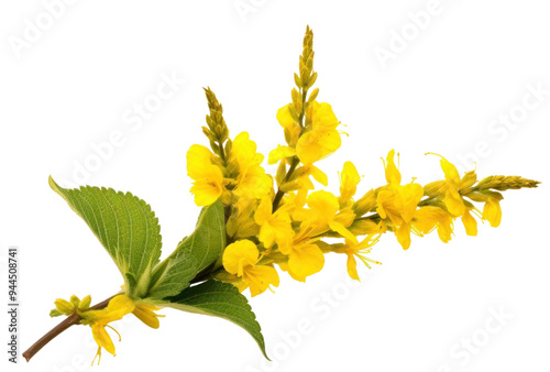 PNG Flower blossom plant petal.