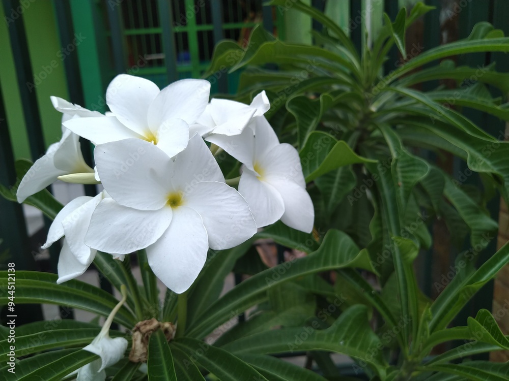 White Pagoda Flower 2
White Pagoda Flower close up White Pagoda Flower 2
White Pagoda Flower close up