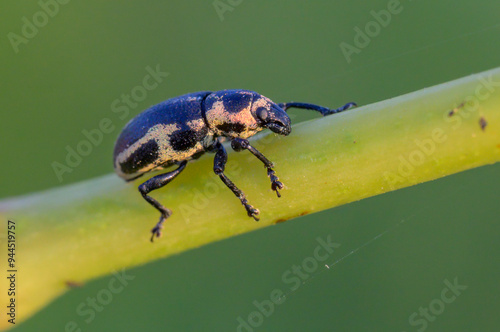 Sesbania clown weevil (Eudiagogus pulcher) on rattle bush (Sesbania drummondii), Galveston, Texas, USA. photo