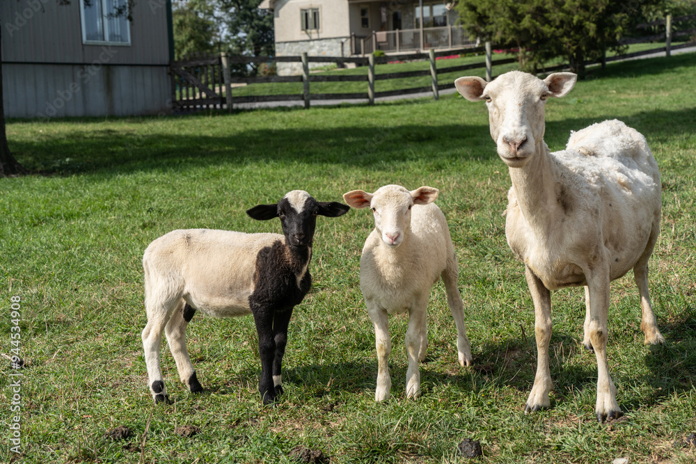 Obraz premium Mother Sheep with Two Lambs looking at camera