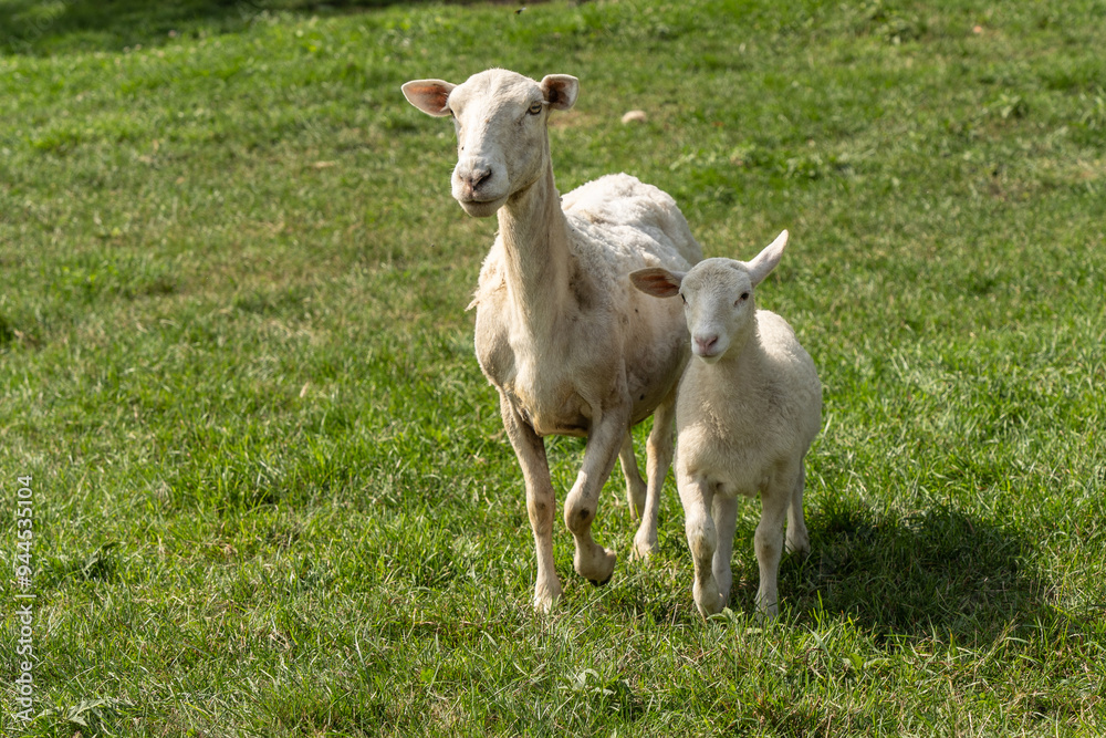 Mother Sheep with Lamb walking toward camera Mother Sheep with Lamb walking toward camera