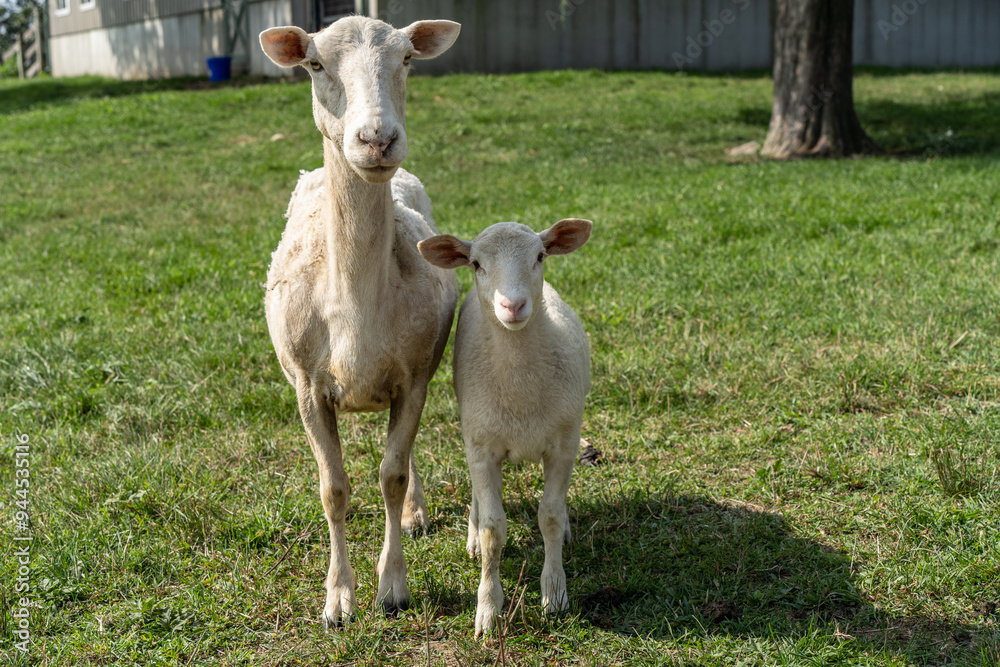 Mother Sheep with Lamb standing in pasture looking at camera Mother Sheep with Lamb standing in pasture looking at camera