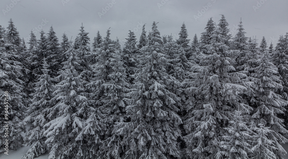 Snowy forest in Orlicke hory mountains, Czech Republic Snowy forest in Orlicke hory mountains, Czech Republic