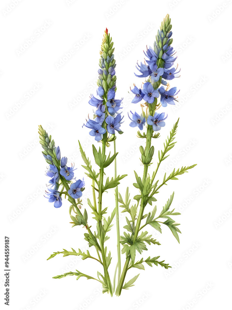 Naklejka premium Bugloss Watercolor Flower Plant Nature Art