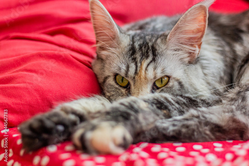 Portrait of a young Maine Coon cat photo