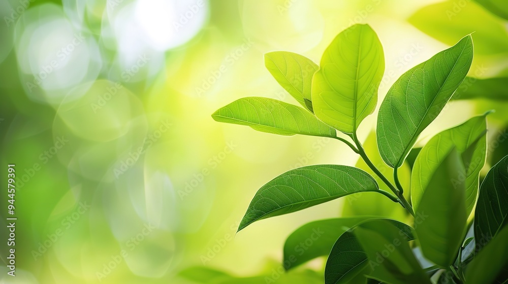 light_green_background_for light_green_background_for