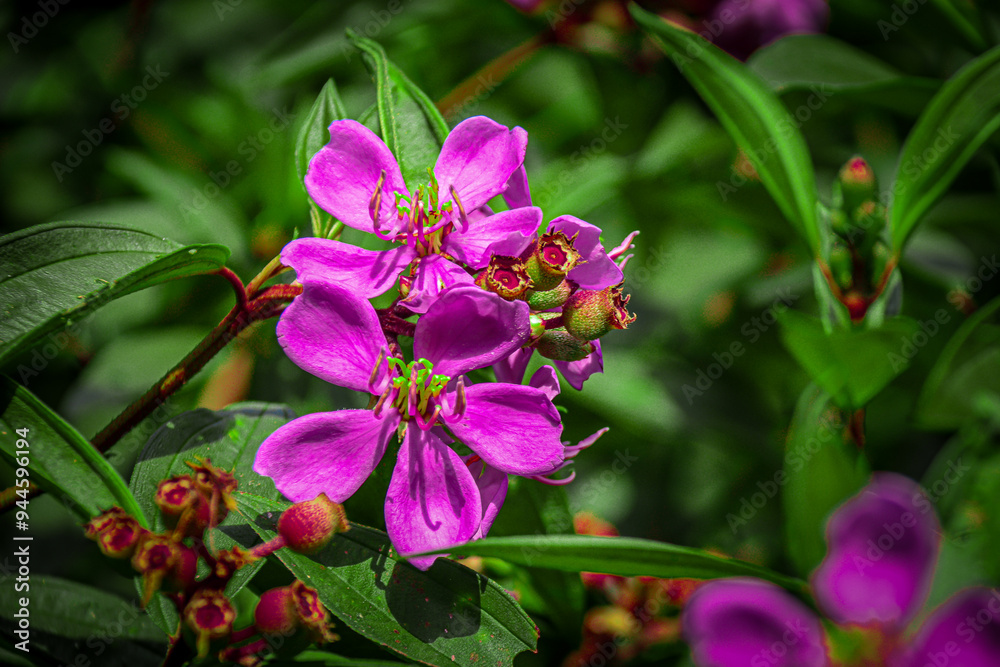 A vivid close-up of the Melastoma malabathricum flower, showcasing its bright purple petals and intricate details, set against lush green foliage. Ideal for botanical and nature-themed projects A vivid close-up of the Melastoma malabathricum flower, showcasing its bright purple petals and intricate details, set against lush green foliage. Ideal for botanical and nature-themed projects