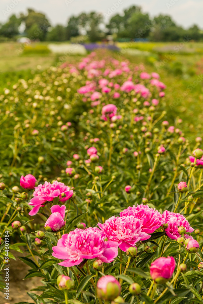 Flower fields of a garden centre in Markvartice village, Czechia Flower fields of a garden centre in Markvartice village, Czechia