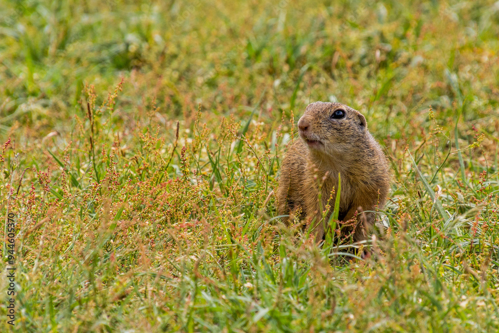 European ground squirrel (Spermophilus citellus) in the protected area Radouc in Mlada Boleslav city, Czech Republic