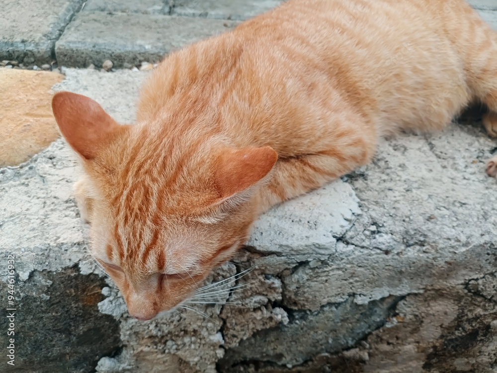 Orange cat lying on the terrace Orange cat lying on the terrace