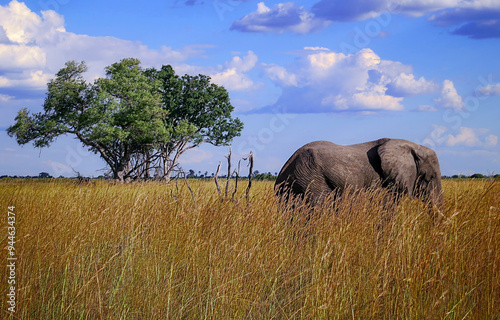 Elephant in Botswana
