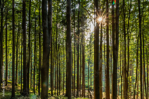 Forest of Jablunkovske mezihori hill area, Czech Republic