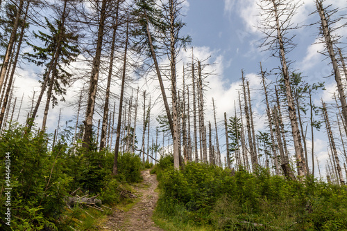 Forest damaged by  European spruce bark beetle in Beskydy mountains, Czech Republic photo