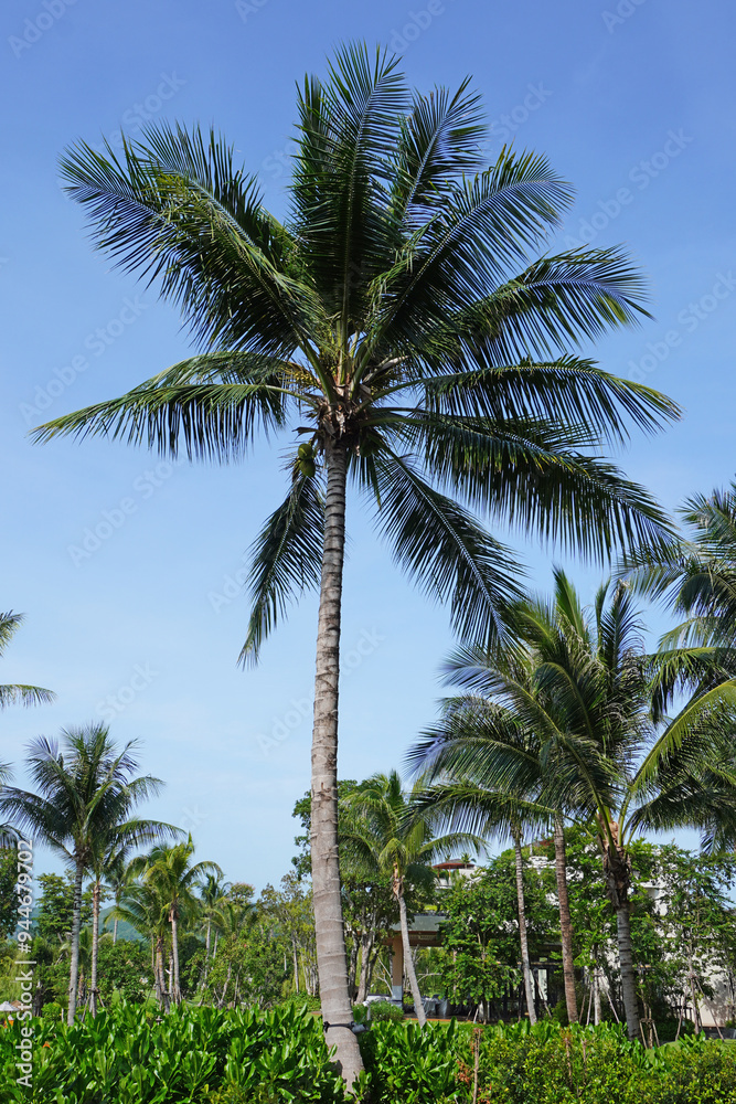 Coconut trees on green lawn with blue sky and white clouds. Beautiful scenery Coconut trees on green lawn with blue sky and white clouds. Beautiful scenery