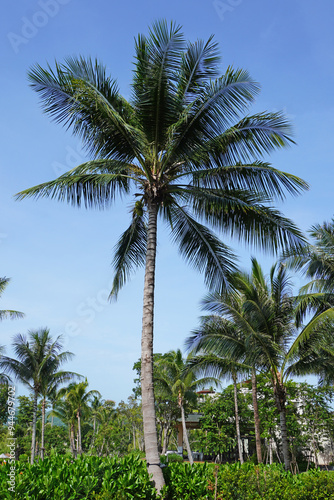 Coconut trees on green lawn with blue sky and white clouds. Beautiful scenery 