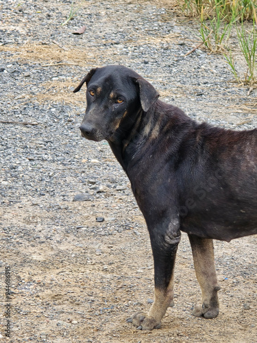 black dog in the village photo