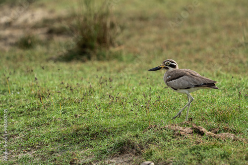 The Great Thick-knee is a very large wader. photo