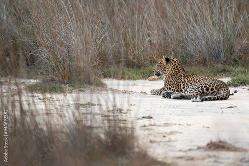 Photography Resting leopard in yala ,srilanka