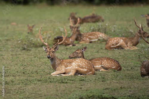 Spotted deer or axis deer in nature habitat. Deer herd grazing on meadow. photo